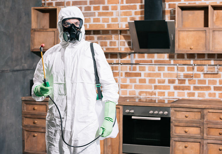 En İyi Böcek İlaçlama Şirketleri ve Etkili Hizmetler