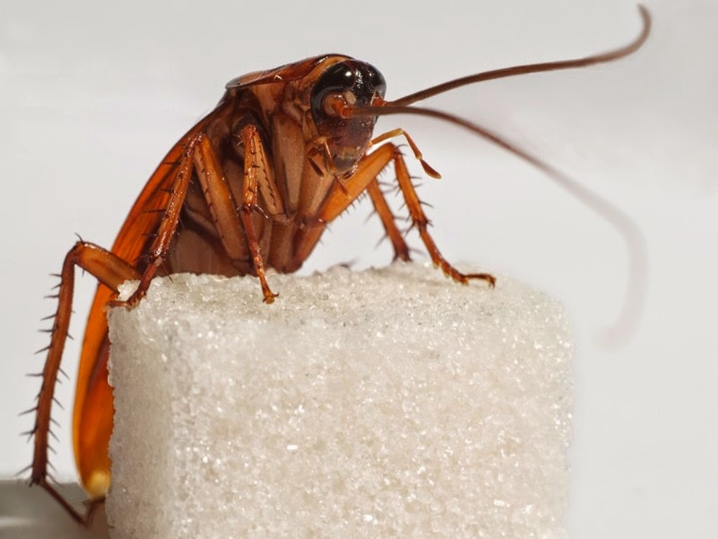 Hamam Böceği Yumurtası Nasıl Anlaşılır? Evdeki Gizli İşaretler