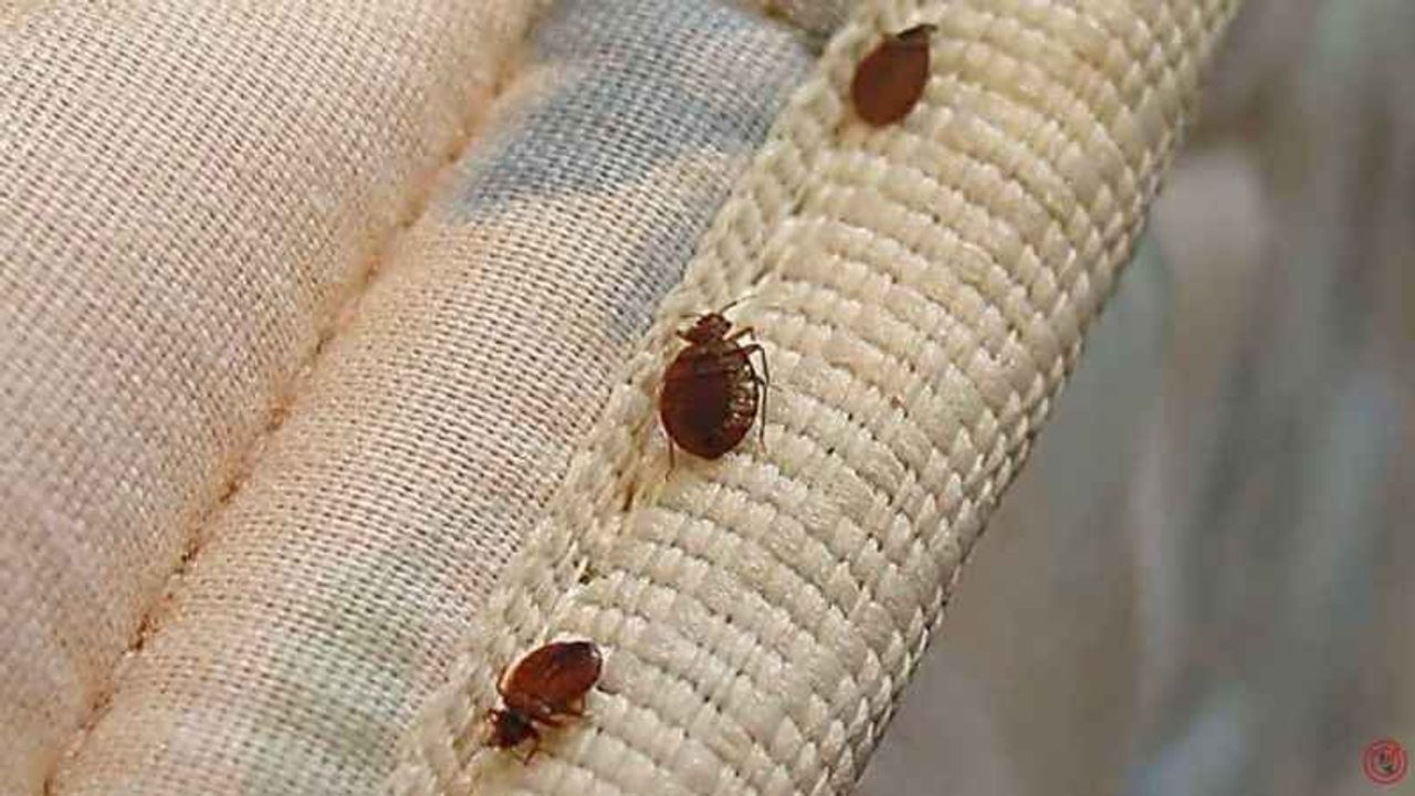 Tahtakurusu Nasıl Bu Kadar Hızlı Çoğalır? 2026 Bilimsel Yok Etme Rehberi