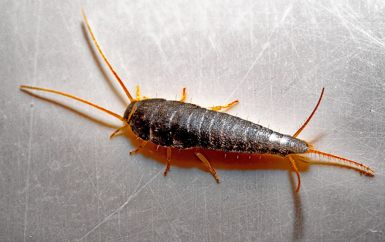 Evde Gümüş Böceği (Silverfish) Görüyorsanız: Neden Çıkar ve Kalıcı Çözüm