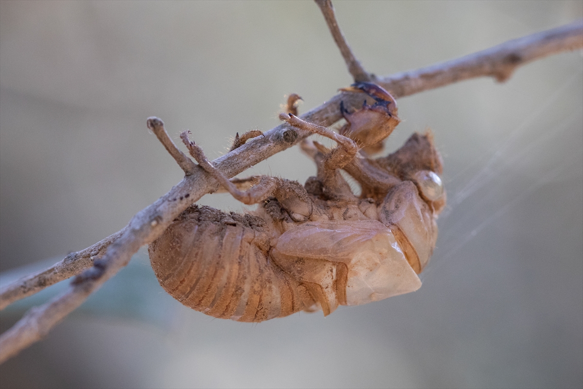 Türkiye’de Yaz Aylarında En Çok Artan Haşereler (2026 Analizi)