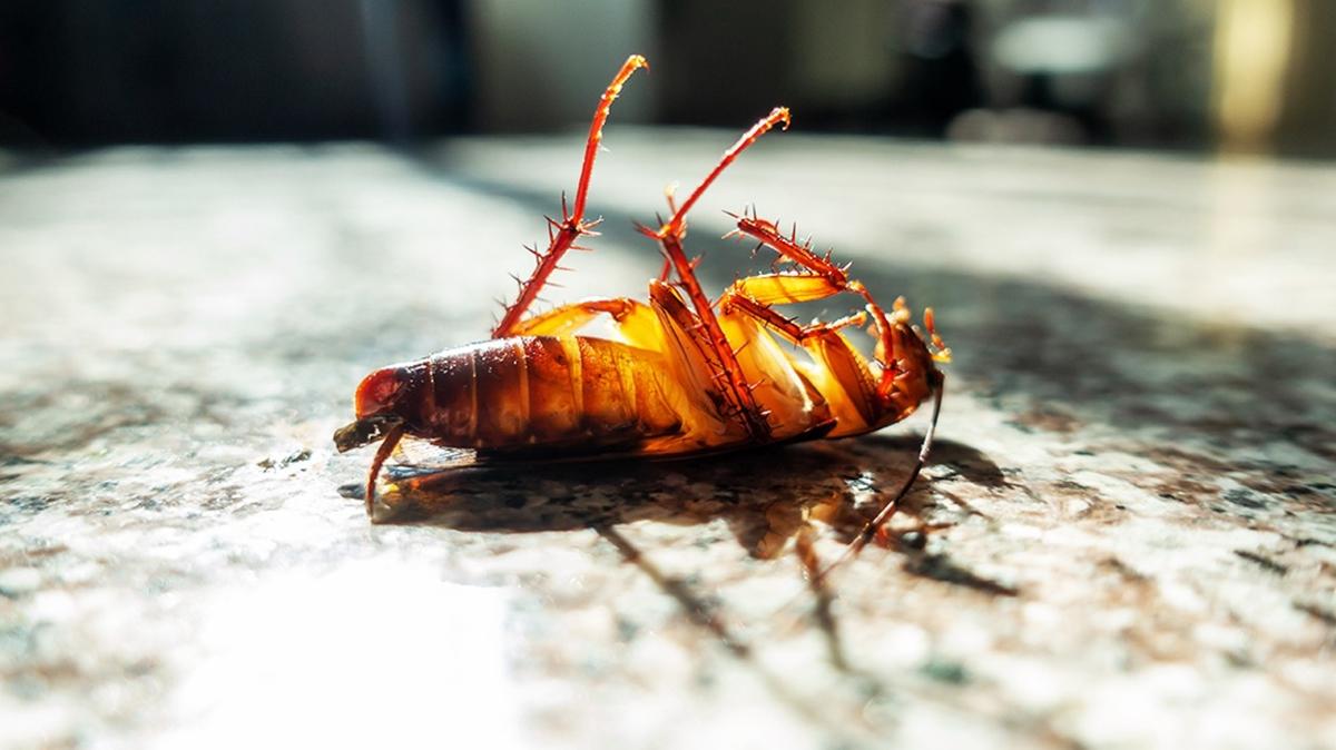 Banyo Böcekleri Neden Bitmez? Nem ve Sabun Kalıntısının Gerçek Sebebi